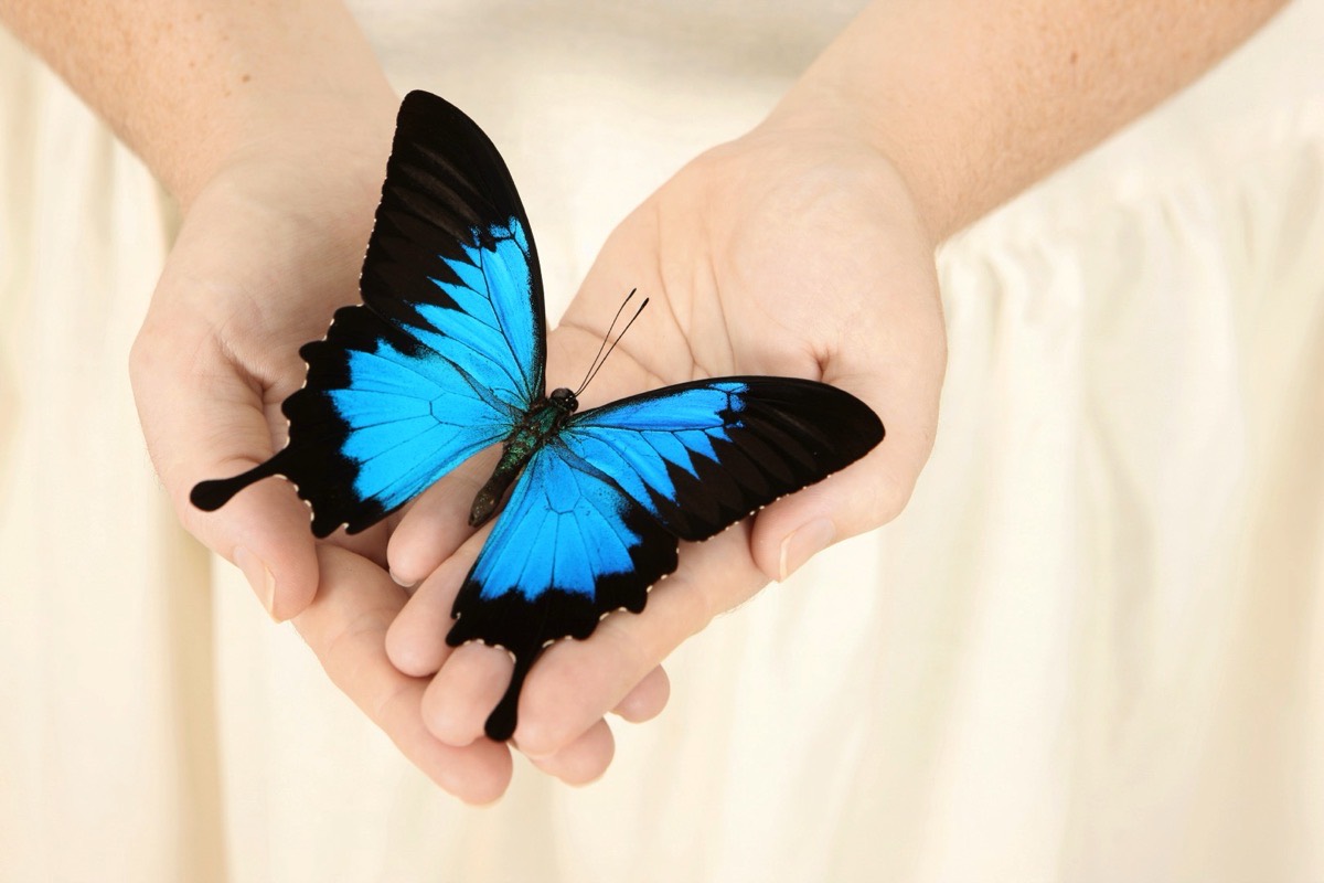 Hands gently holding a blue butterfly
